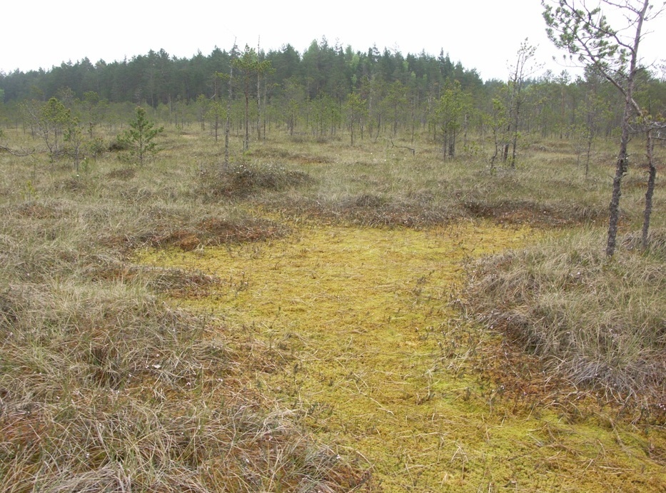 НП "Себежский", image of landscape/habitat.