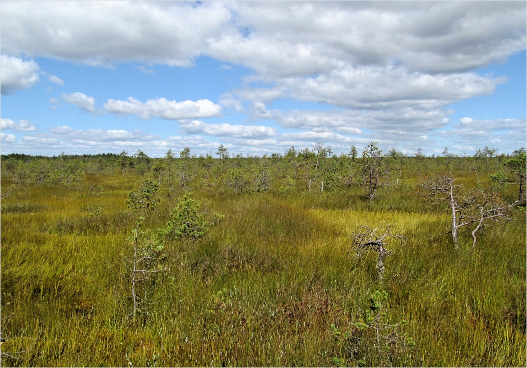 Пелецкий Мох, image of landscape/habitat.