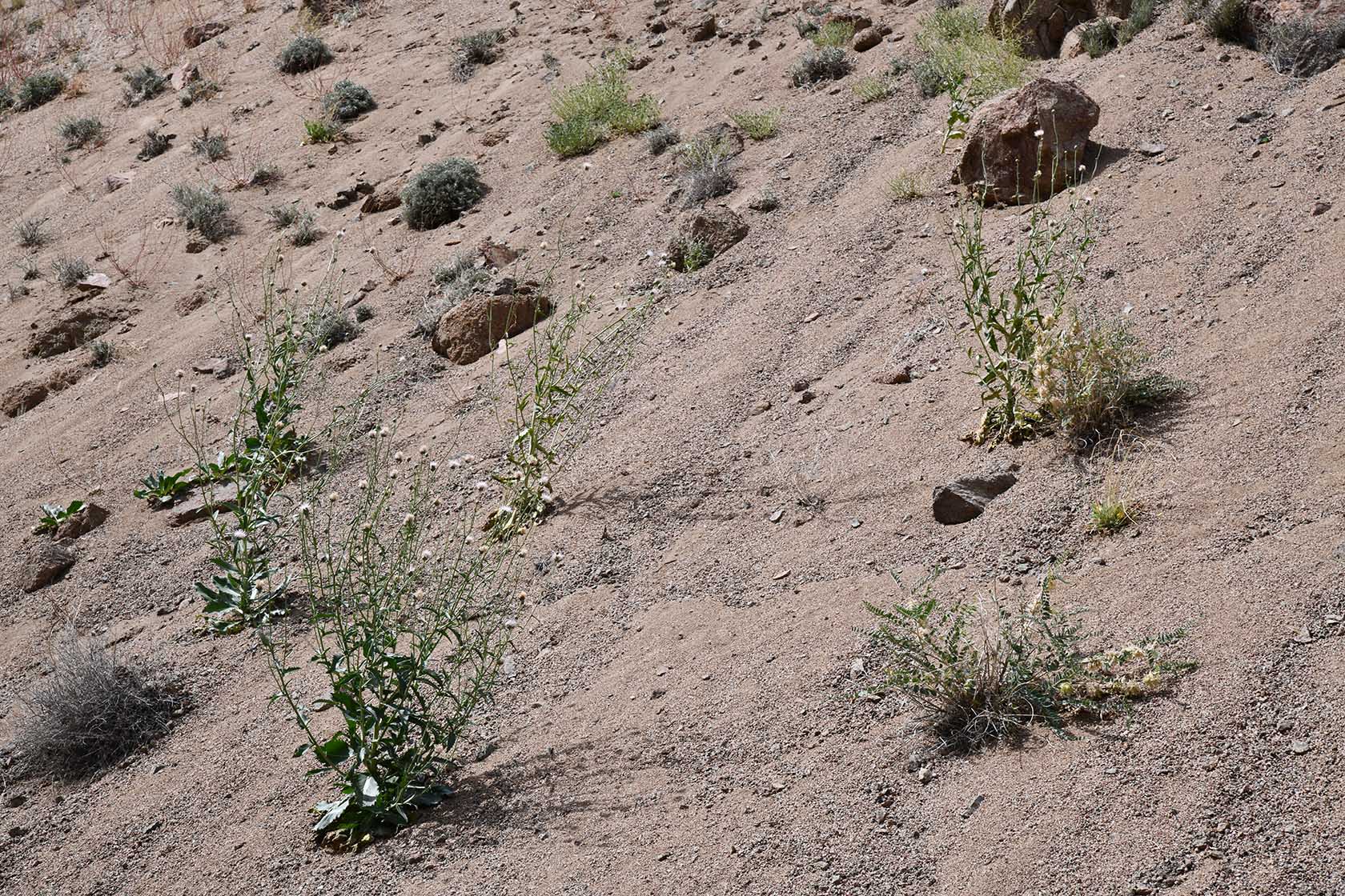 Чарын, image of landscape/habitat.