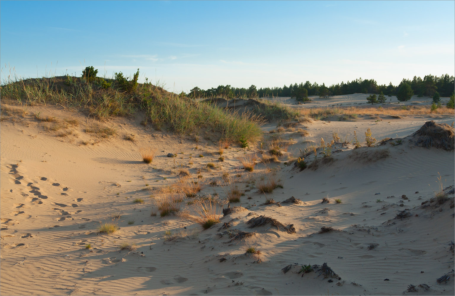 Кузоменьские пески, image of landscape/habitat.