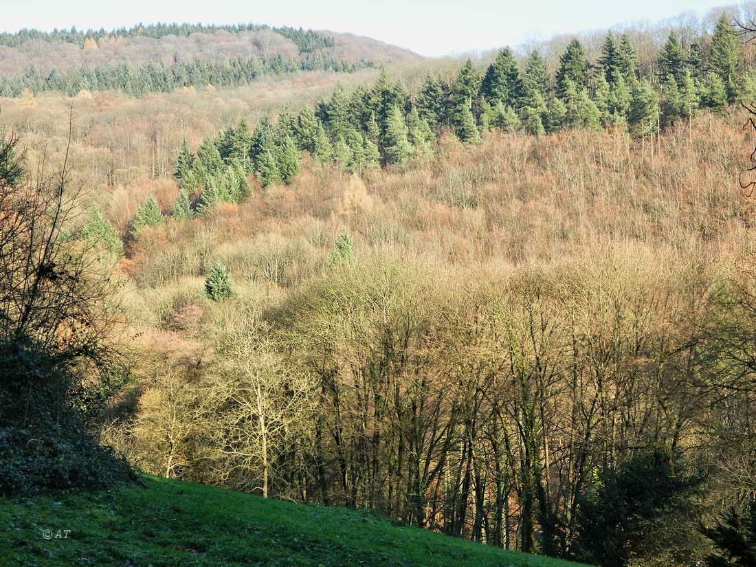 Гейдельберг (Хайдельберг), image of landscape/habitat.