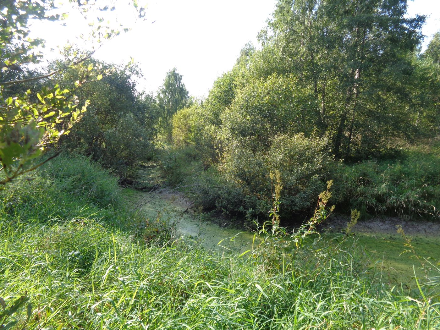 Хутор Спас-Реня, image of landscape/habitat.