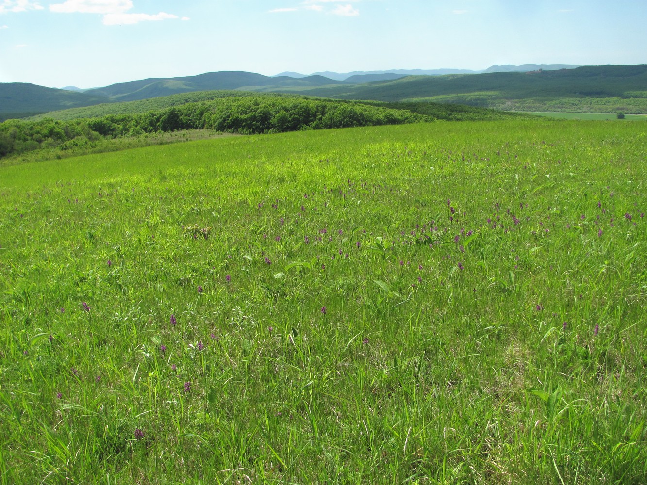 Холмская, image of landscape/habitat.