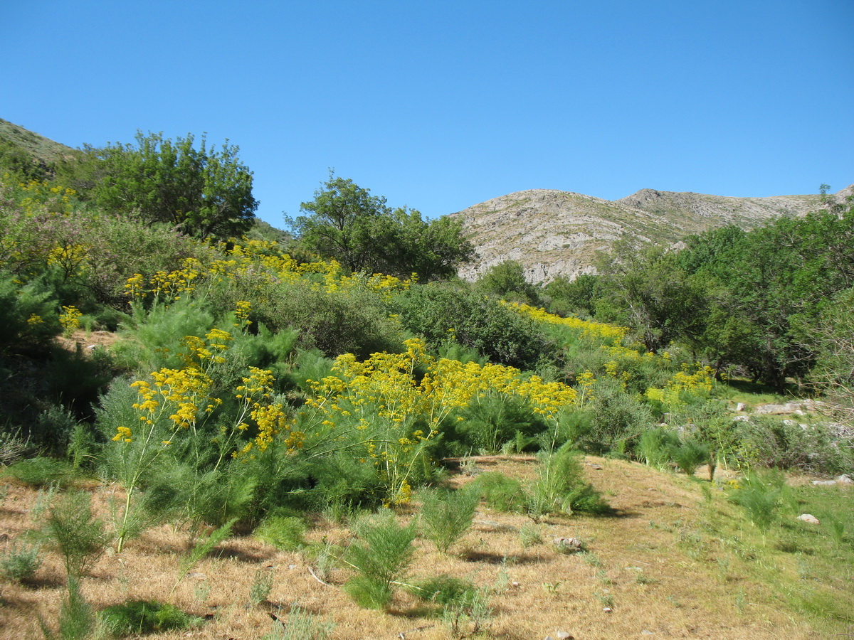 Каньон Шабакты, image of landscape/habitat.