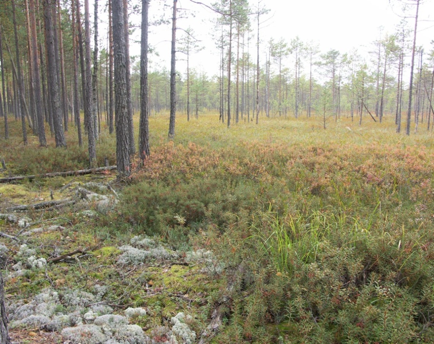 НП "Себежский", image of landscape/habitat.