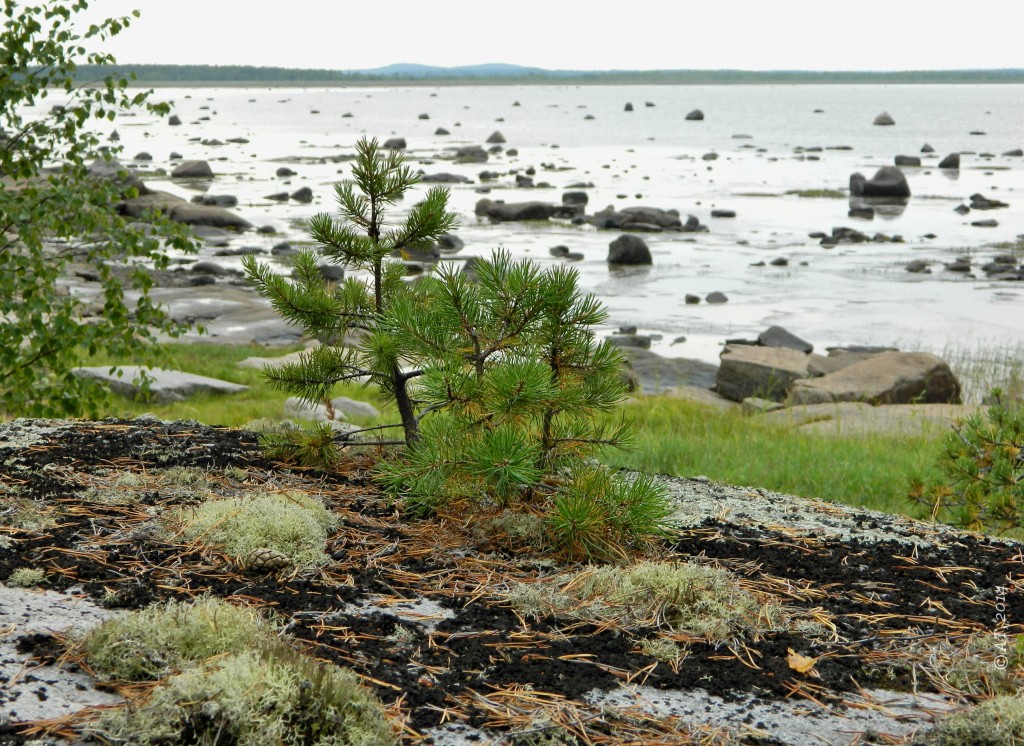 Унежма, image of landscape/habitat.