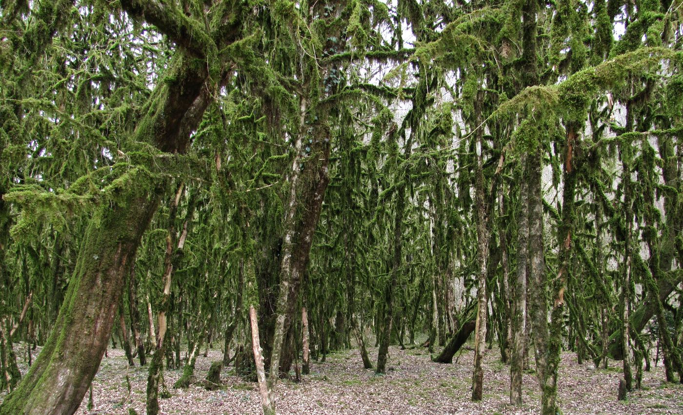 Хоста и окрестности, image of landscape/habitat.