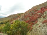 Боргустанский хребет, image of landscape/habitat.