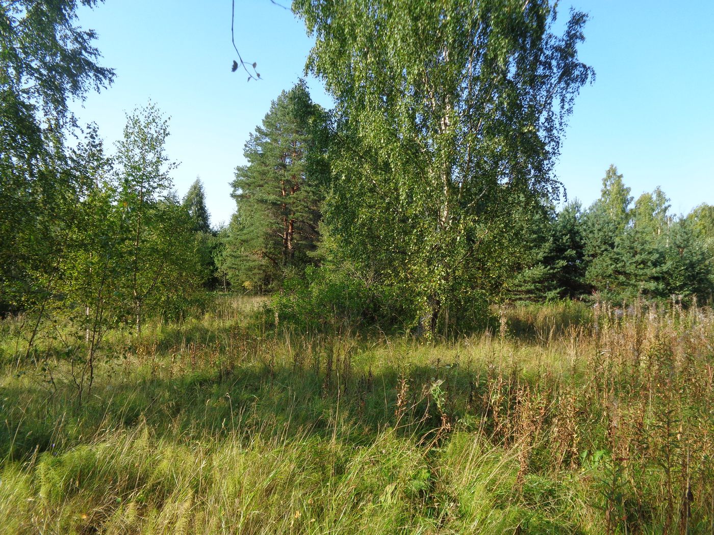 Хутор Спас-Реня, image of landscape/habitat.