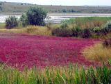 Озеро Чокрак, image of landscape/habitat.