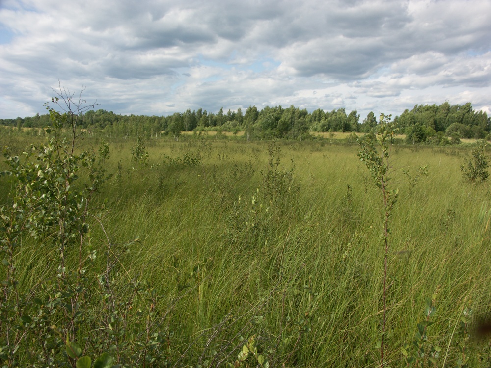 НП "Себежский", image of landscape/habitat.