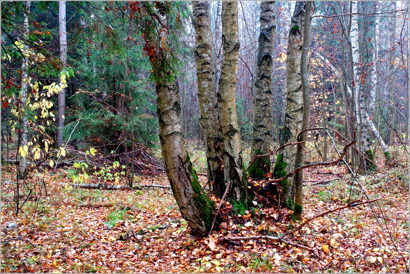 Окрестности Хрипани, image of landscape/habitat.