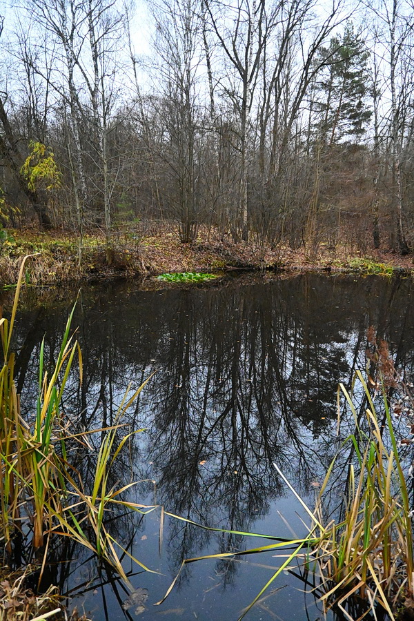 Поленово и окрестности, image of landscape/habitat.
