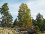 Лужские боры, image of landscape/habitat.