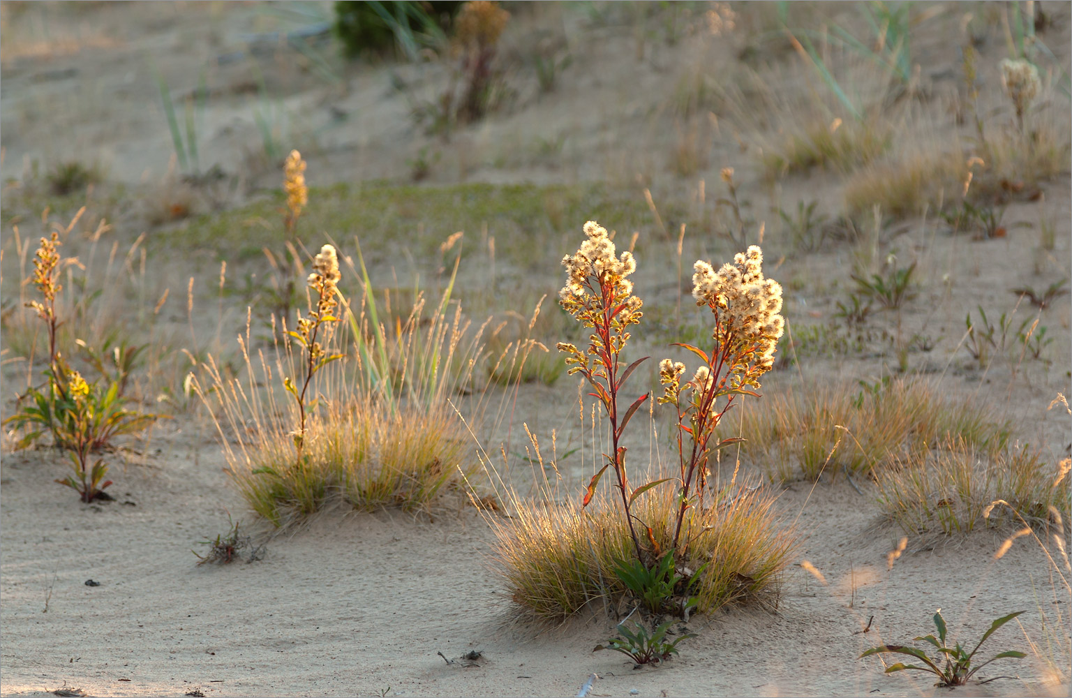 Кузоменьские пески, image of landscape/habitat.