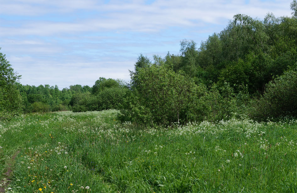 Окрестности садоводства Восход, image of landscape/habitat.