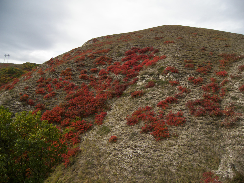 Боргустанский хребет, image of landscape/habitat.