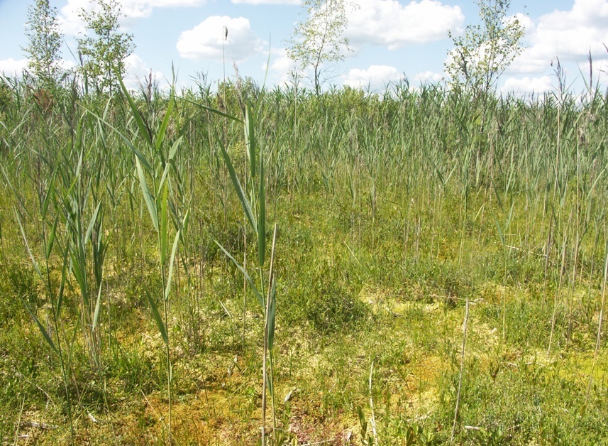 НП "Себежский", image of landscape/habitat.