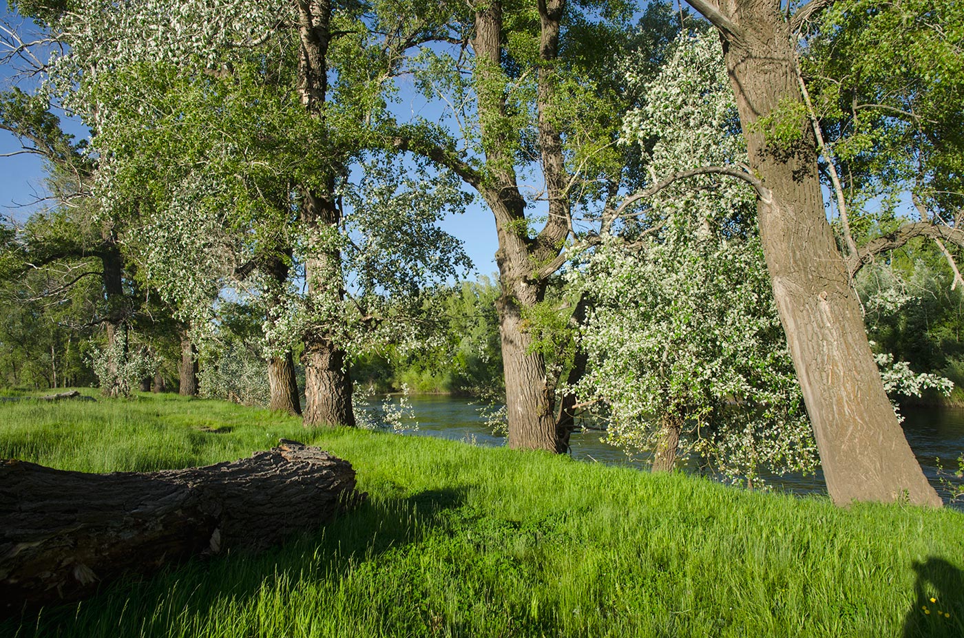 Жёлтое, image of landscape/habitat.