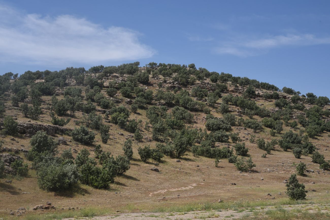 Монастырь Мор-Габриэль, image of landscape/habitat.