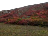 Боргустанский хребет, image of landscape/habitat.