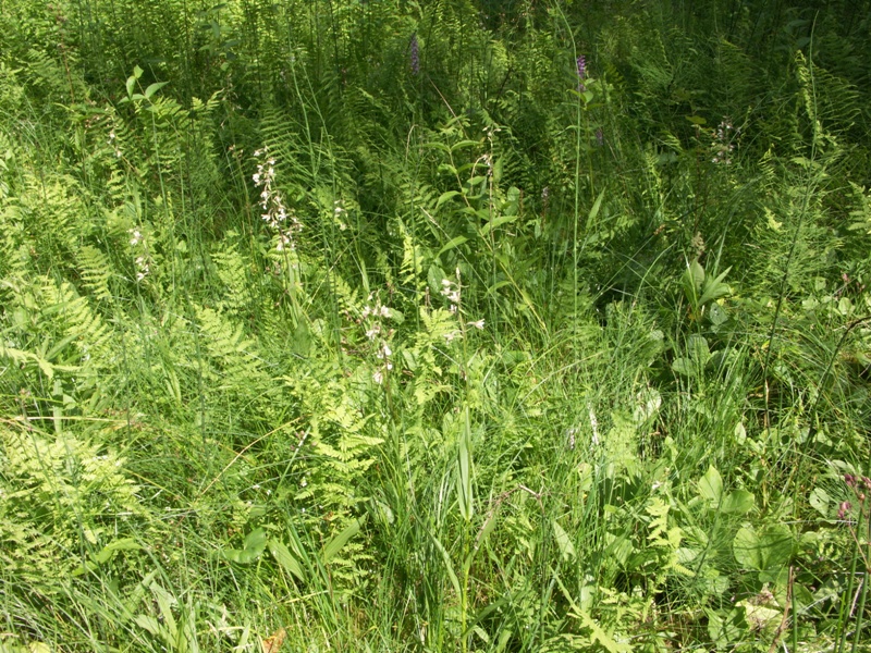 НП "Себежский", image of landscape/habitat.