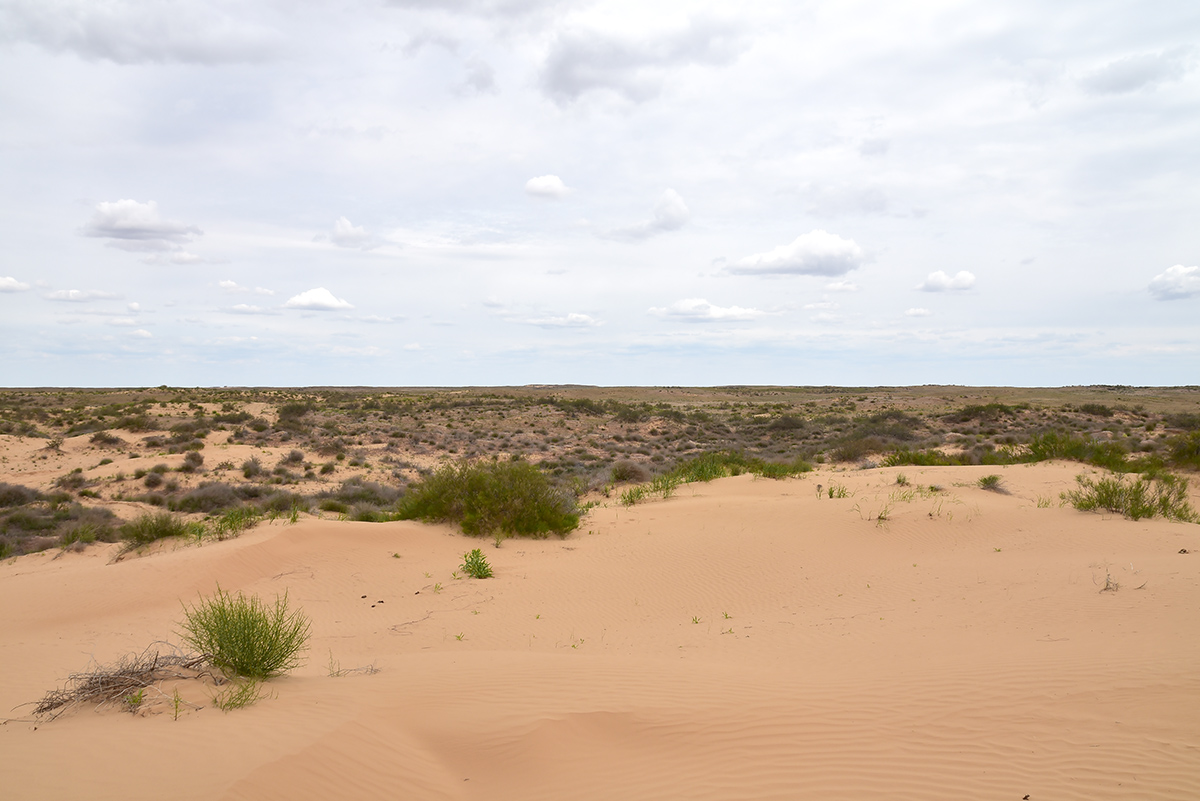 Бархан Большой Брат, image of landscape/habitat.