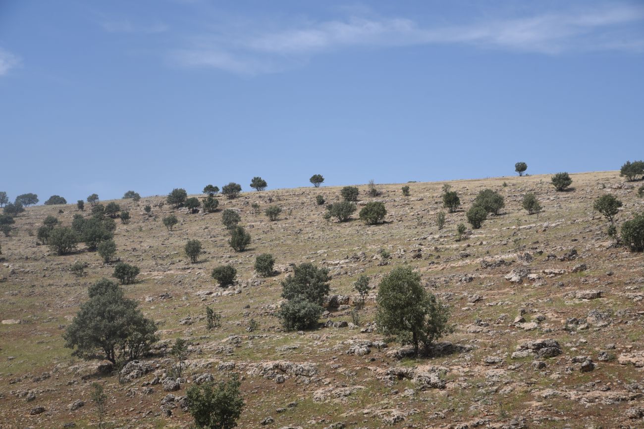 Монастырь Мор-Габриэль, image of landscape/habitat.