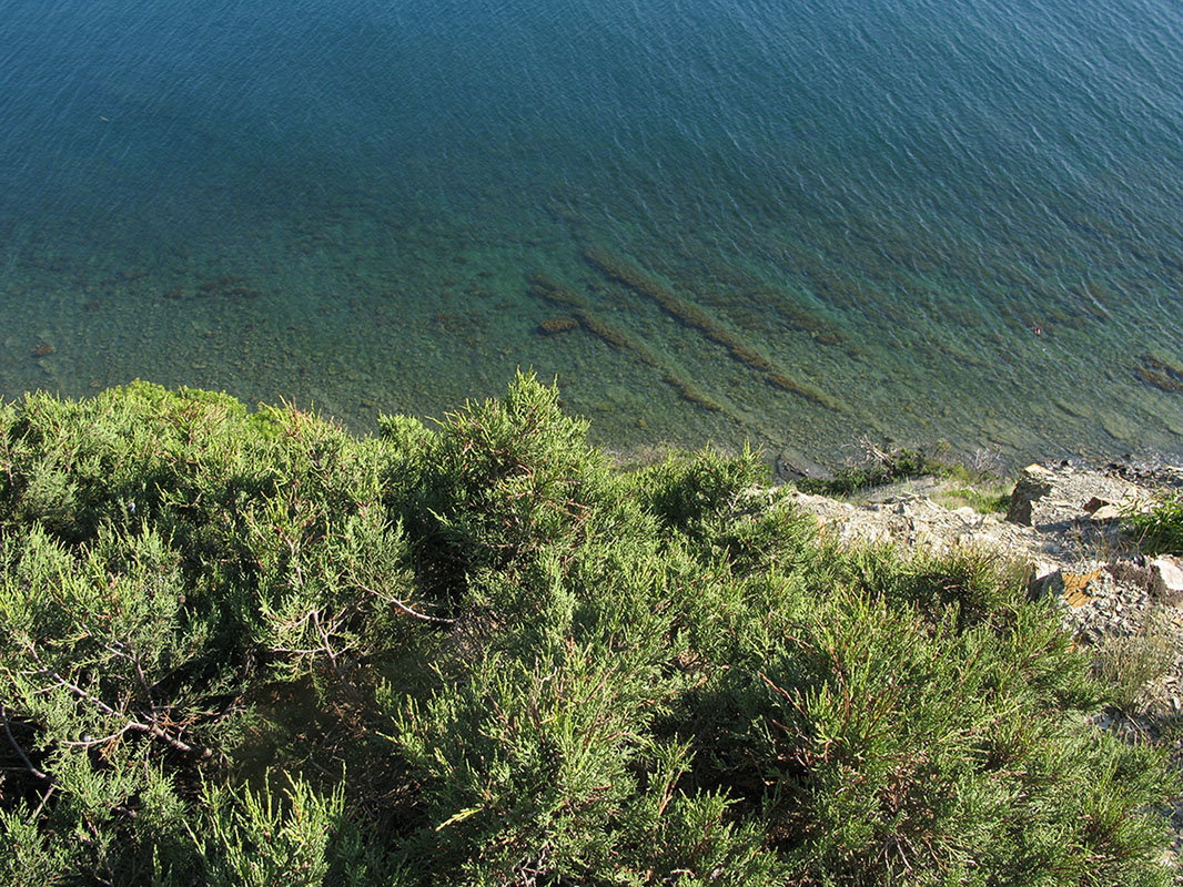 Утришская прибрежная гора, image of landscape/habitat.