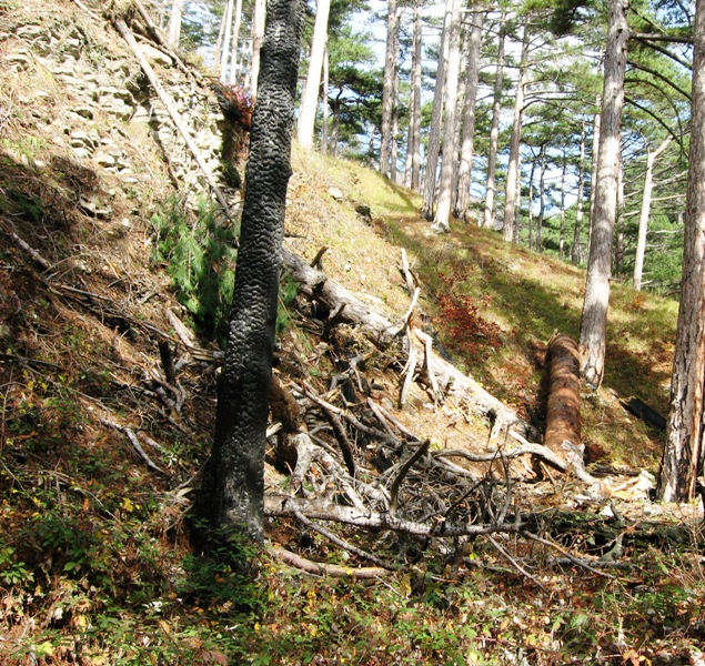 Ущелье Уч-Кош, image of landscape/habitat.