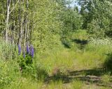 Волхов, image of landscape/habitat.