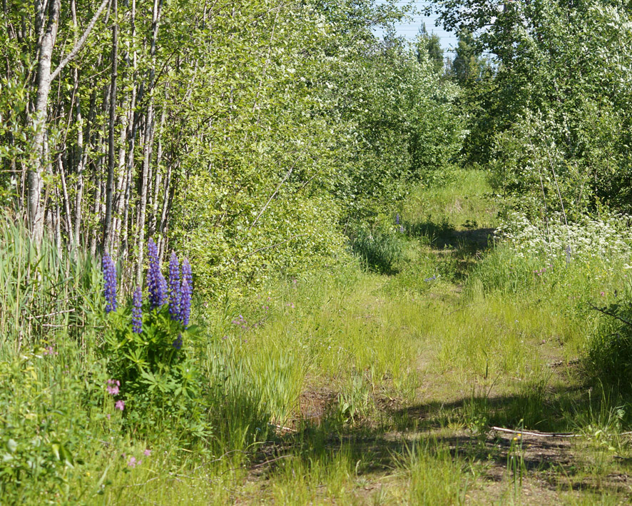 Волхов, image of landscape/habitat.