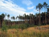 Верхняя Терраса и окрестности, image of landscape/habitat.