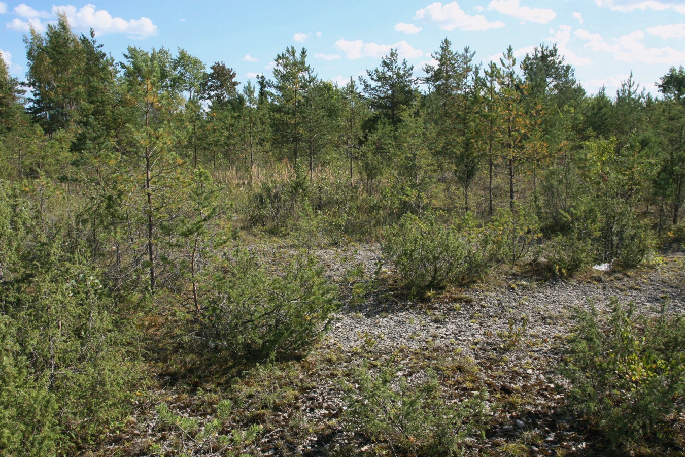 Выбуты, image of landscape/habitat.