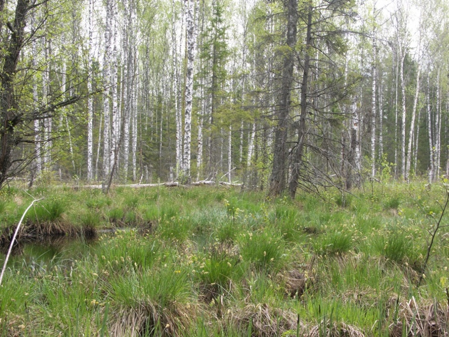 НП "Себежский", image of landscape/habitat.