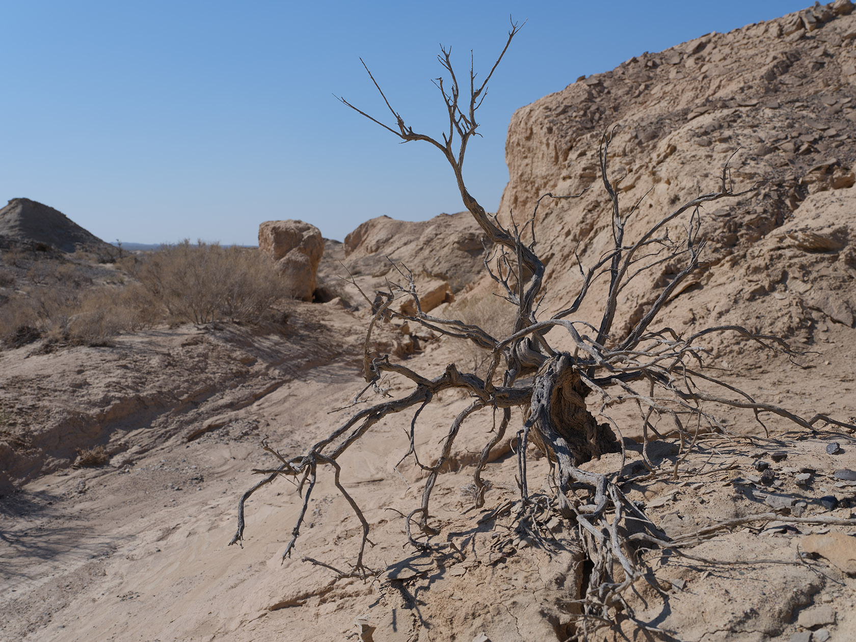 Сарымсакты, image of landscape/habitat.