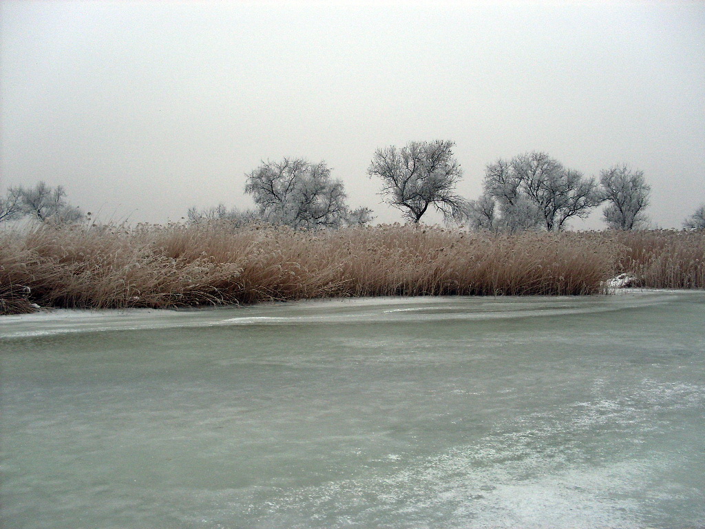 Дельта Дона, image of landscape/habitat.