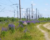 Волхов, image of landscape/habitat.