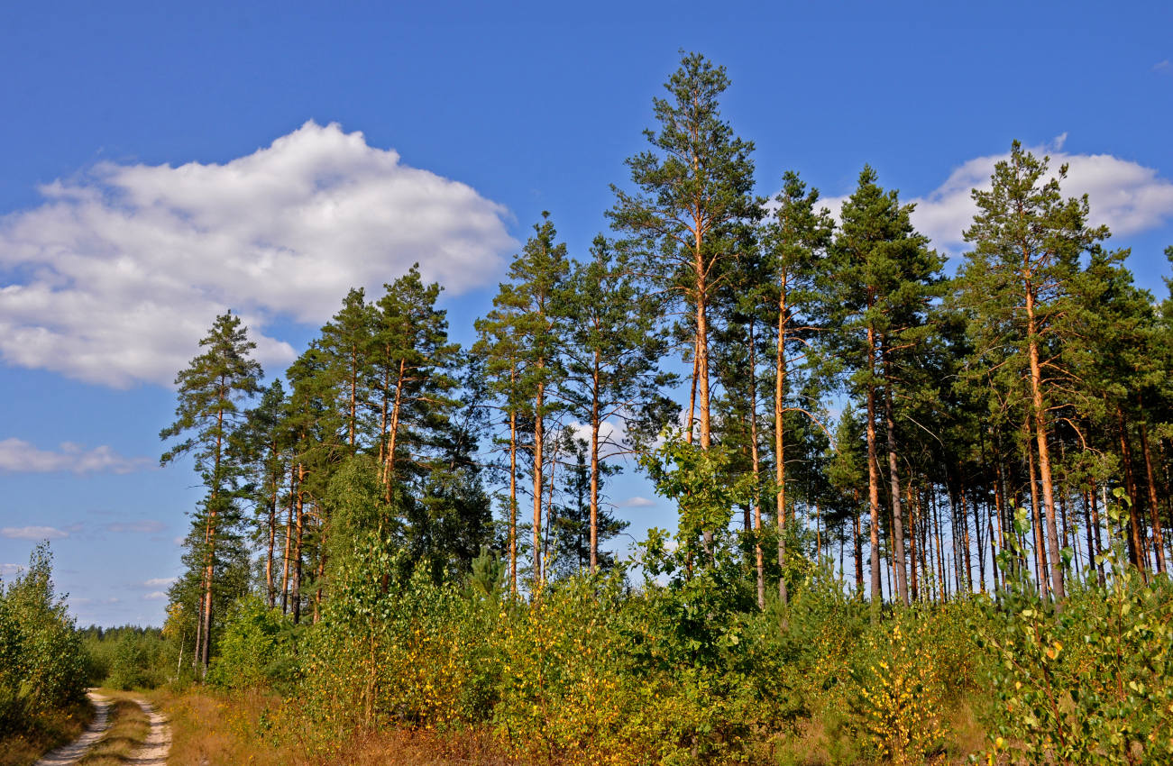 Долина реки Поля, image of landscape/habitat.