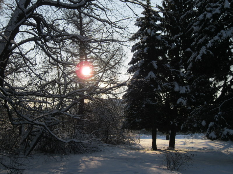 Павловск, image of landscape/habitat.