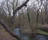 Самурский лес, image of landscape/habitat.