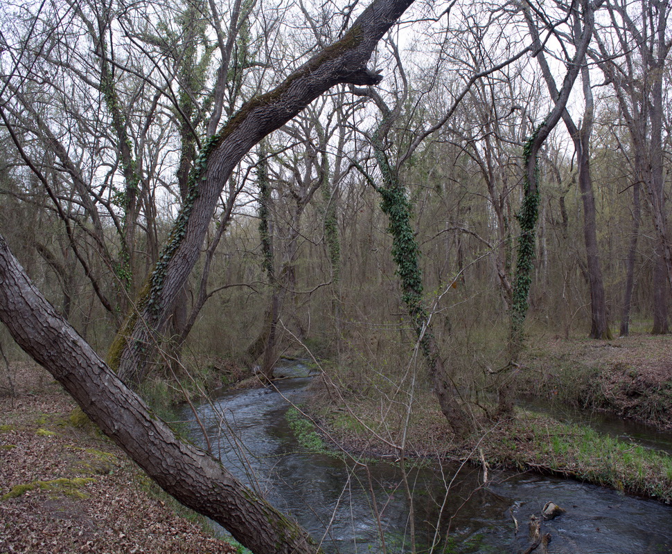 Самурский лес, image of landscape/habitat.