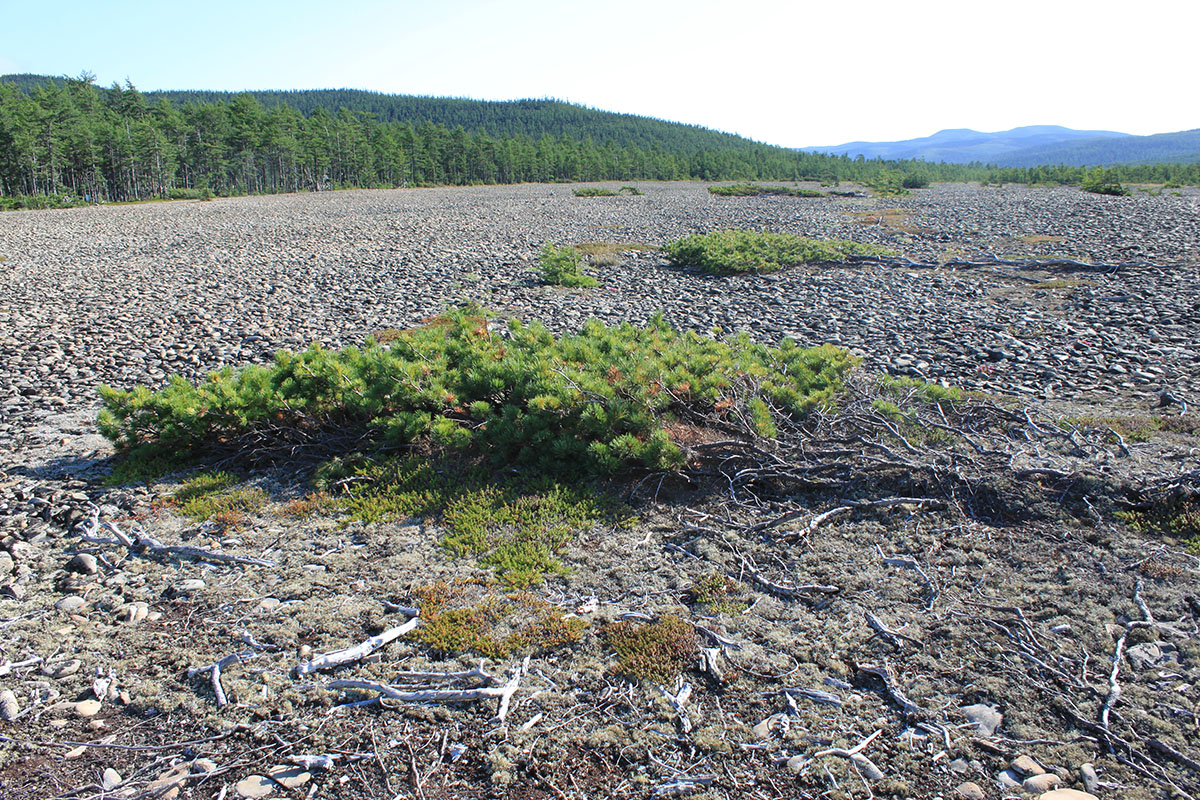 Онгачан, image of landscape/habitat.