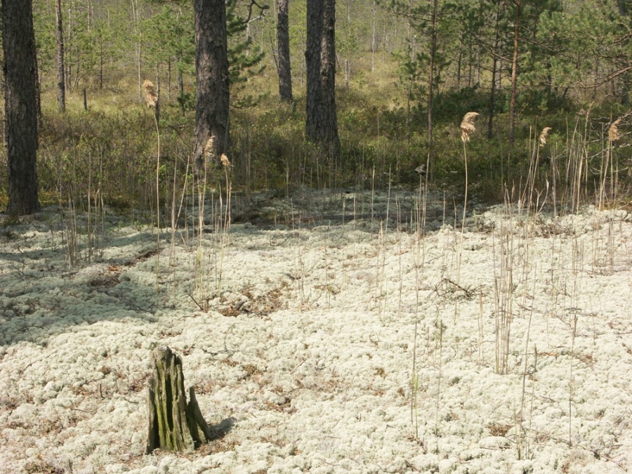 НП "Себежский", image of landscape/habitat.