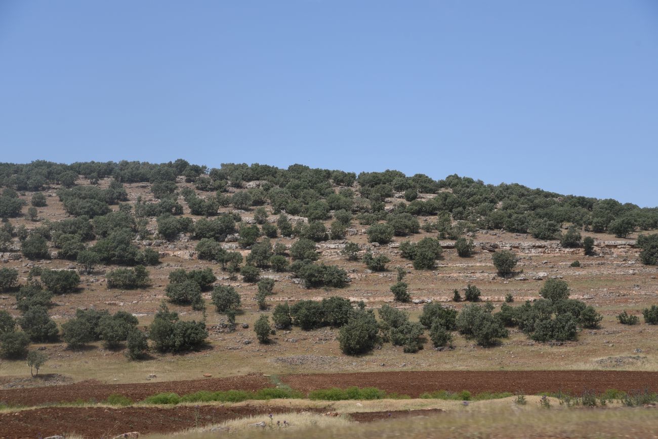 Монастырь Мор-Габриэль, image of landscape/habitat.