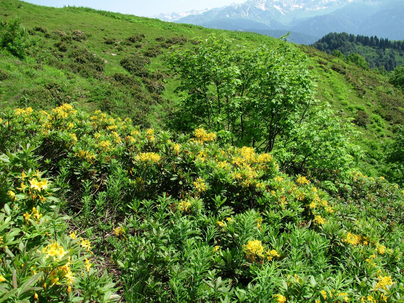 Хребет Аибга, image of landscape/habitat.