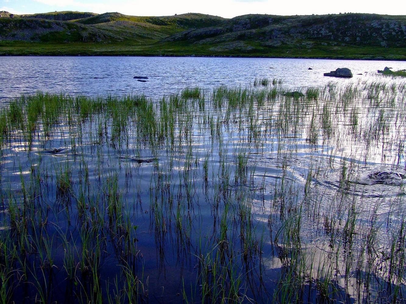 Большое Хариусовое озеро, image of landscape/habitat.