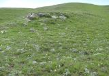 Леваши, image of landscape/habitat.