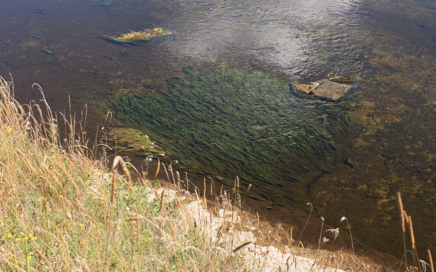 Выбуты, image of landscape/habitat.