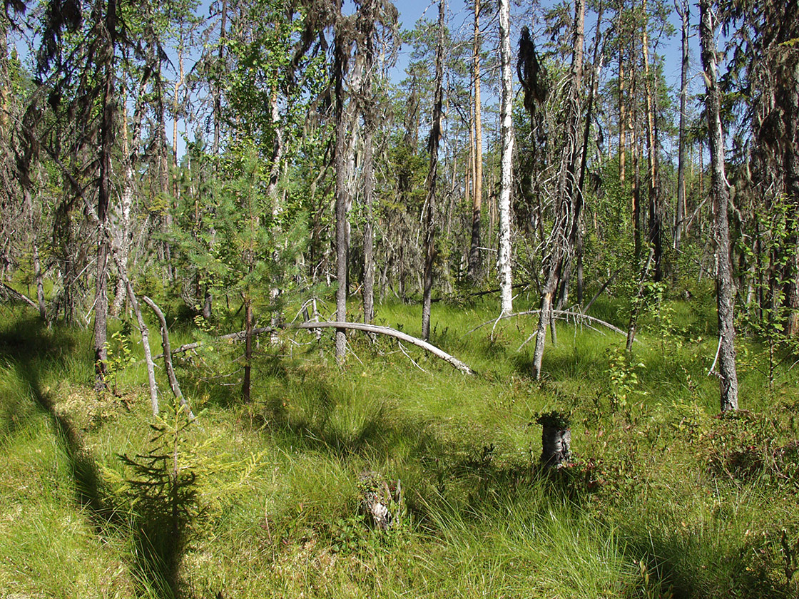Акичкин Починок, image of landscape/habitat.